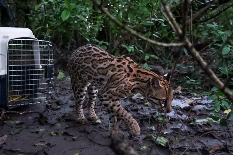 Misión Libertad: 77 animales silvestres regresaron a la Orinoquía