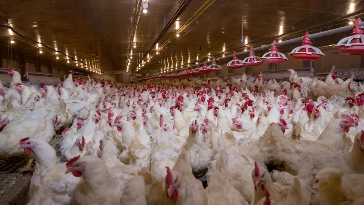 Avicultores colombianos donarán más de 375 mil raciones de pollo a niños en riesgo de desnutrición