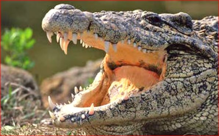 Estudio- Argentina- La Patagonia- cocodrilo- National Geographic- Kostensuchus-