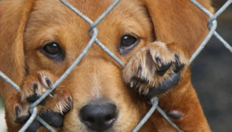 Indignante caso de maltrato animal en Soacha_ perrita preñada sufre abandono en la vía pública