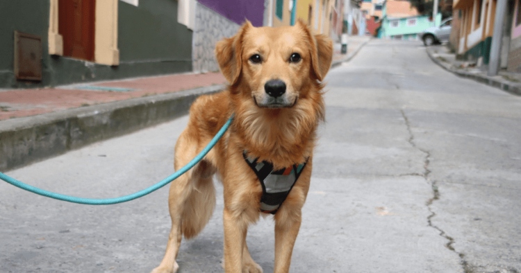 La Adopción Responsable_ Una Oportunidad de Vida en Bogotá