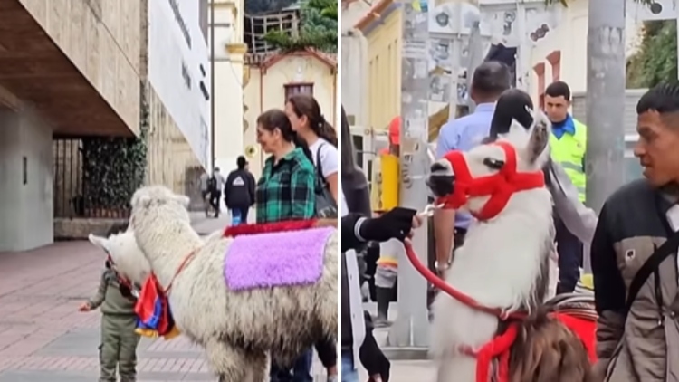 La capital prohíbe el uso de llamas en el turismo y activa un plan de transición histórico