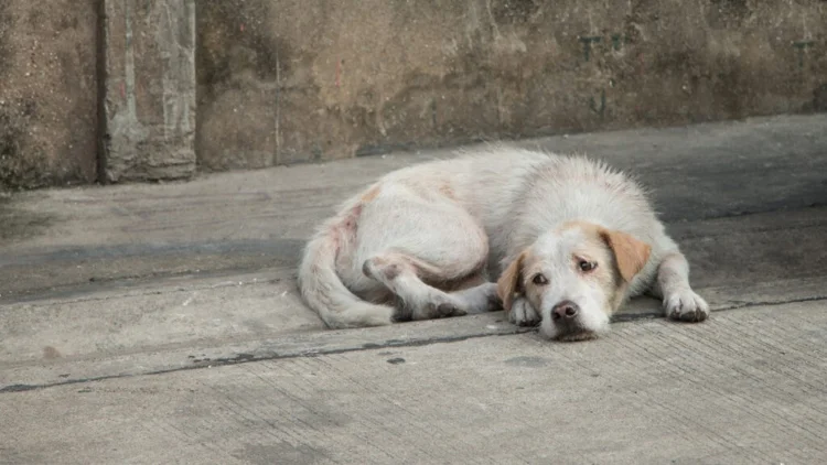 Portal ‘Perros y Gatos Buscan su Hogar’_ La Herramienta de la Alcaldía para Reunir Familias