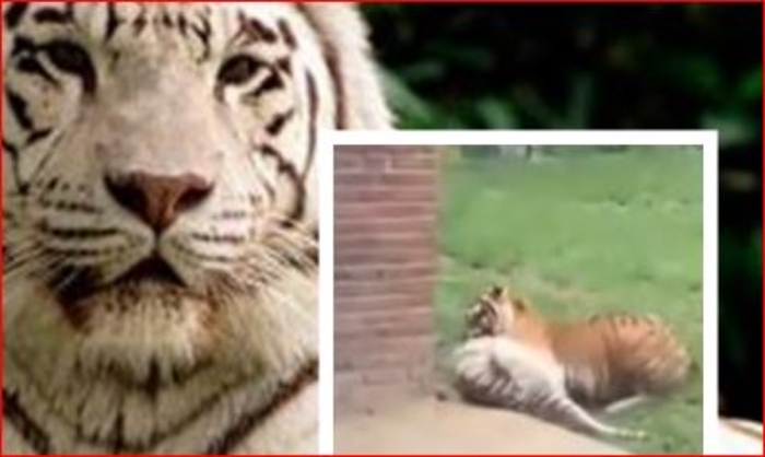 Zoo- Cali- Video viral-