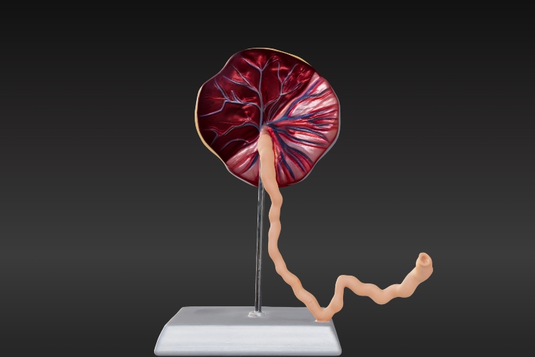 Científicos imprimen en 3D una miniplacenta: un avance en medicina reproductiva