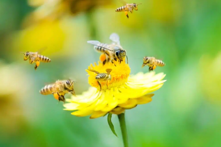 Superalimento creado para salvar a las abejas