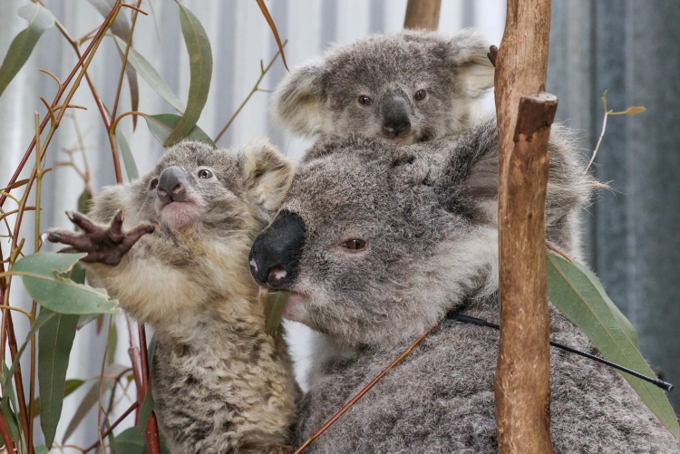 Australia regula la tala de árboles para proteger a los koalas
