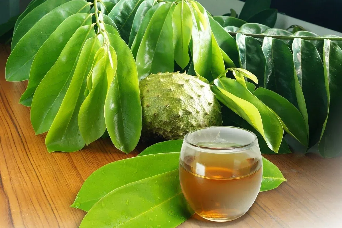 Hojas de guanábana son utilizadas en la medicina natural por sus múltiples efectos terapéuticos. Consumidas principalmente en forma de té.