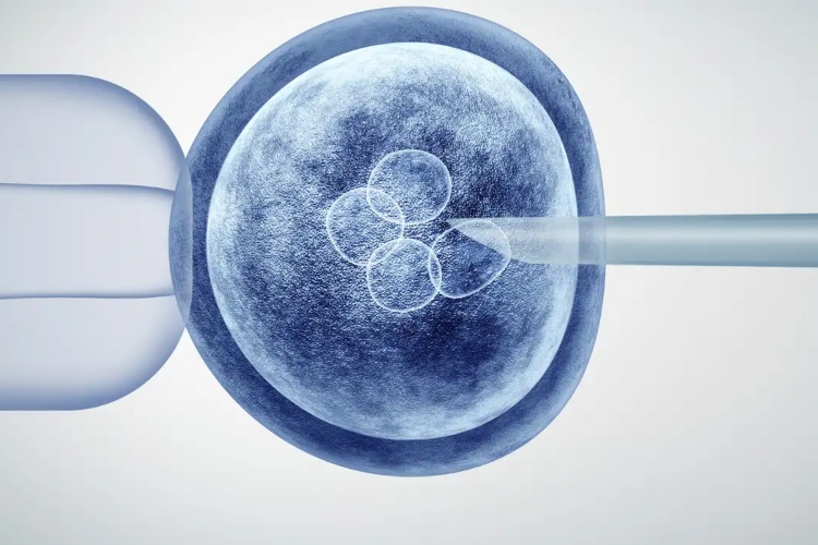 Científicos crean óvulos humanos a partir de células de la piel