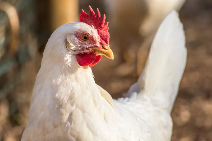 EXPORTACIÓN DEL POLLO COLOMBIA