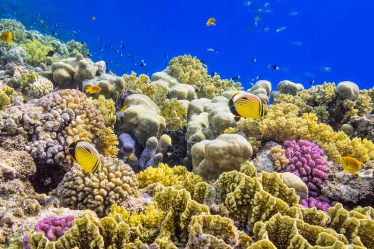 La muerte masiva de corales marca un punto de no retorno climático