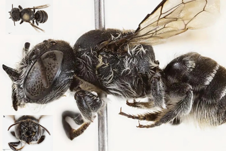 Descubren en Australia una nueva abeja con cuernos llamada Lucifer