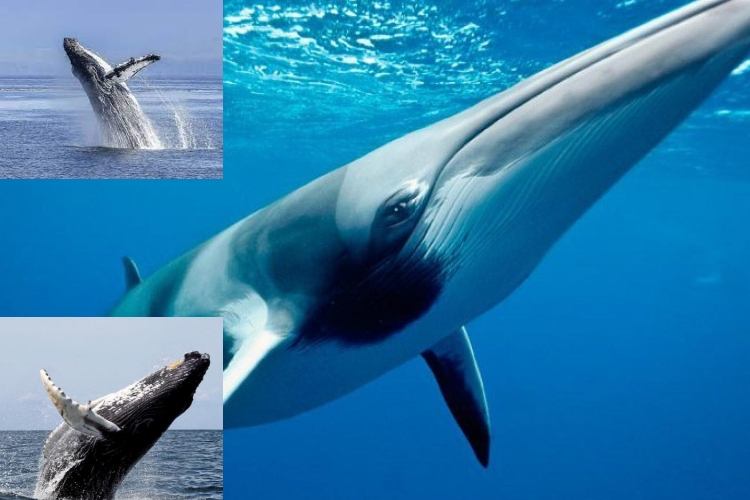 La ballena de 200 años que podría revelar el secreto para vencer el cáncer
