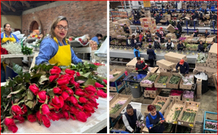 Flores- Colombia- San Valentín- Colombia- Asocolflores- Plan Pétalo- exportación- 15Feb-