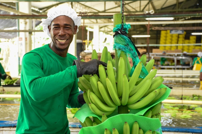 Colombia-banano- Emersona Aguirre Medina- Augura-
