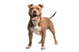 Históricamente, algunos pitbulls fueron criados para peleas, lo que contribuyó a que se les asociara con agresividad. Esta práctica, aunque hoy es ilegal en la mayoría de países, dejó una huella profunda en la percepción pública.