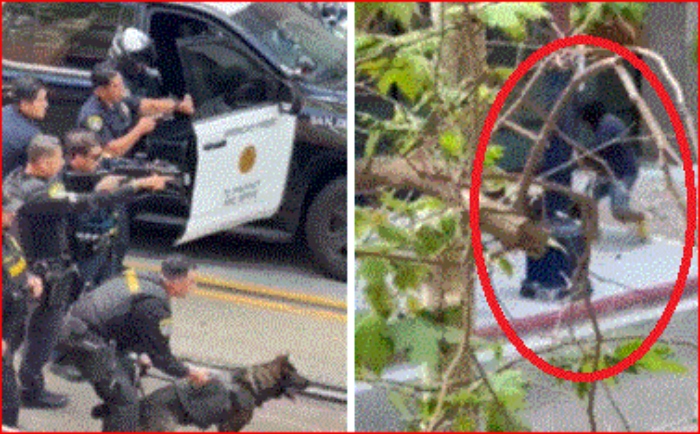Policía- EEUU-San Diego- perro- K9- Lathapoun Keovongsa- ataque- 1q3Abr-
