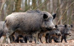 Nace asociación por aumento de jabalíes salvajes en España