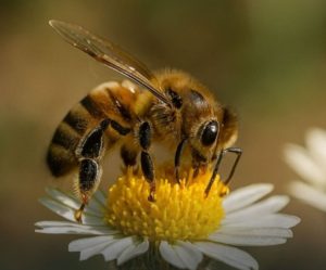 Día Mundial de las Abejas: crece la alerta por la disminución de polinizadores