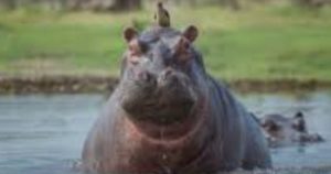 Colombia inicia traslado de hipopótamos a India para controlar especie invasora