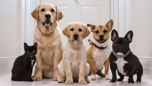 Estas son las mascotas que más buscan los colombianos actualmente