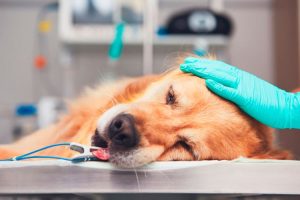 Vómitos y diarreas frecuentes en mascotas podrían ser señales de problemas digestivos más complejos