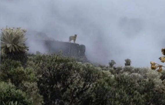 Aparece un puma en parque natural de Boyacá y ambientalistas lanzan una advertencia