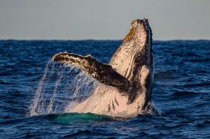 El litoral Pacífico nariñense le da la bienvenida a las más hermosas criaturas de la Antártida, las ballenas Yubartas