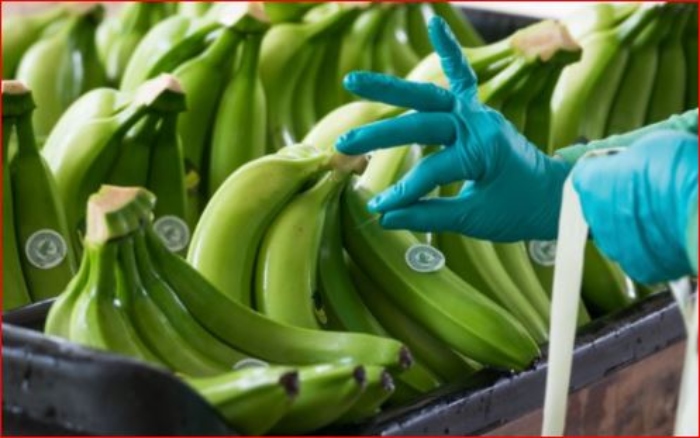 Auruga- Banano- Colombia- exportación-