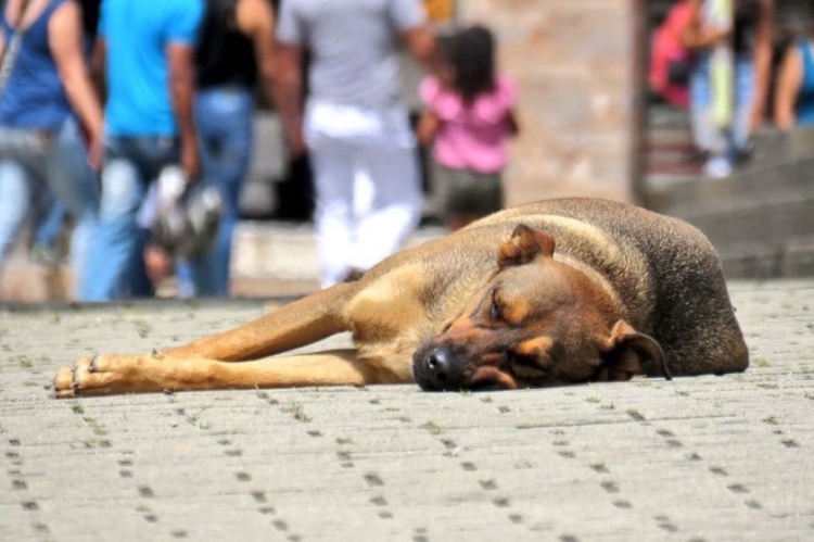 Perro en la calle/foto:archivo particular