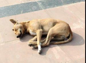 Investigan extraña muerte de varios caninos