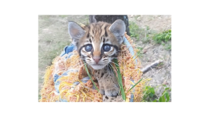 Parque Solar El Paso registra familia de tigrillos y refuerza la conservación de fauna en César