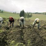 Agricultores de Nariño se preparan ante posibles efectos del fenómeno de El Niño