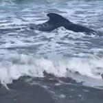 | Cría de ballena estuvo varada por horas en una playa de Tasajera, Magdalena