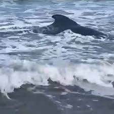 | Cría de ballena estuvo varada por horas en una playa de Tasajera, Magdalena