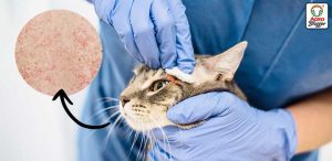 Enfermedades que pueden transmitir perros y gatos