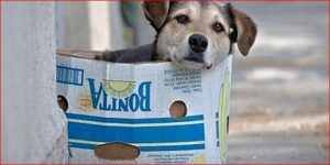 Así funciona la Línea 123 en la atención de emergencias veterinarias para animales de calle