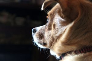 Por qué mi perro se queda mirando a la nada