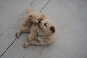 ¿Tu perro no para de rascarse? Estas son las tres alergias más comunes que podrían estar afectándolo